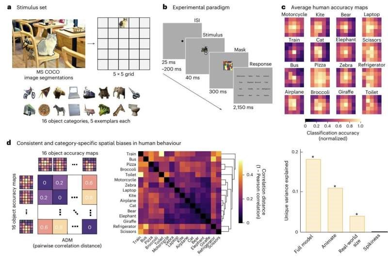 New leap in AI—All-TNNs mimic how the brain sees
